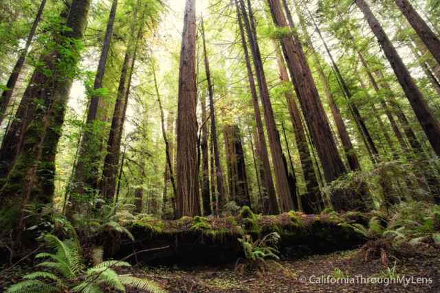 Forest of the Giants Sightseeing - Most Beautiful Spots to See