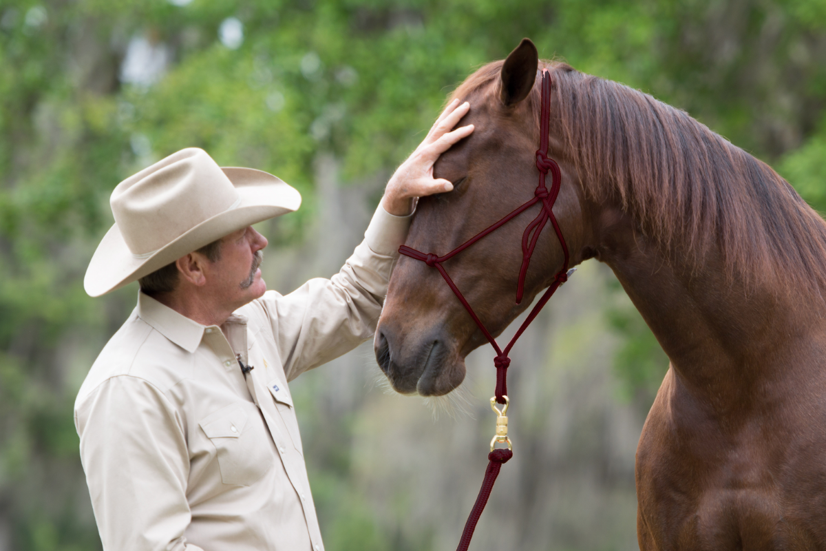 train a happy the horse step by step friendly methods