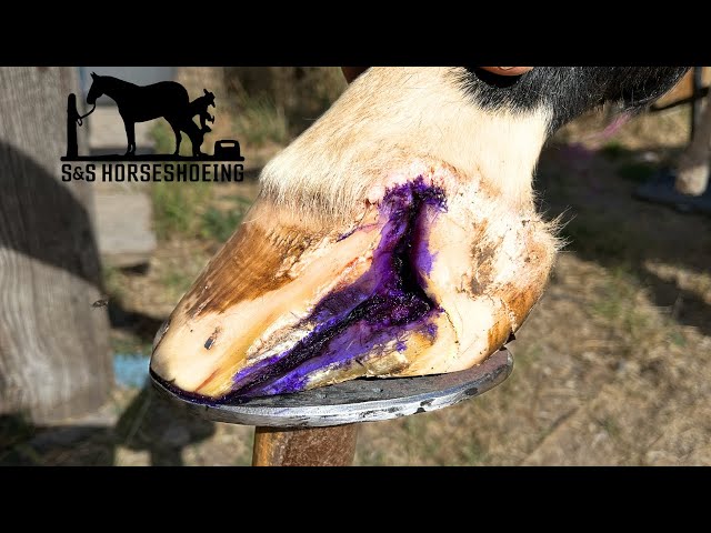 How to treat horse hoof cracks? Simple DIY methods that work fast!