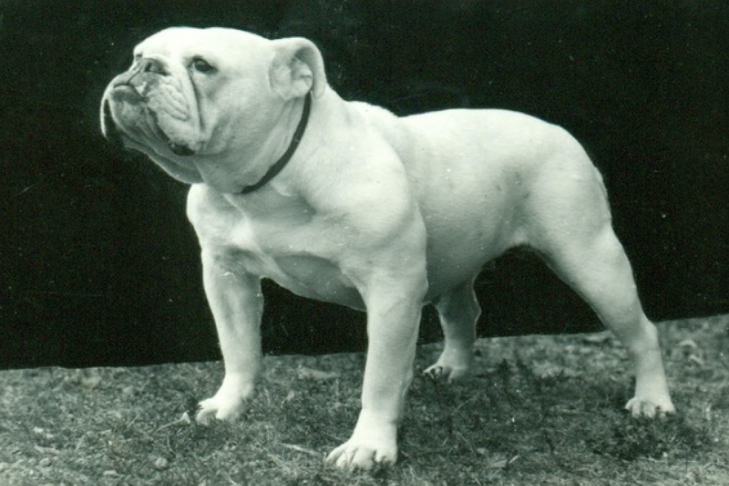 Bulldog of Bergen history explained? Quick overview and insights.