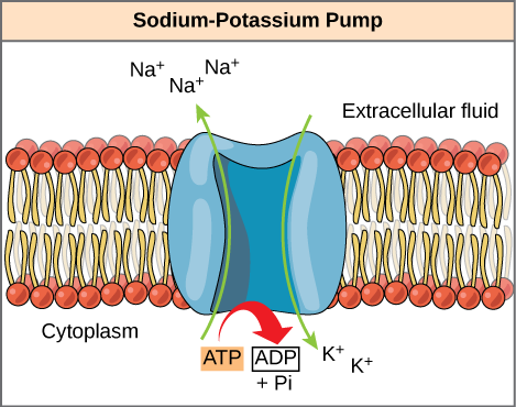 ATP Formula Calculation Explained: Avoid Common Mistakes Here