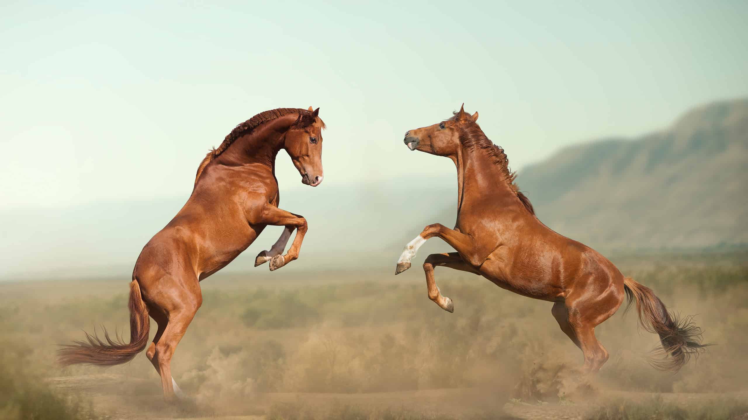 Whats difference between stallion and gelding? Top 3 easy comparisons for you.