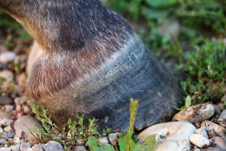 How to treat horse hoof cracks? Simple DIY methods that work fast!