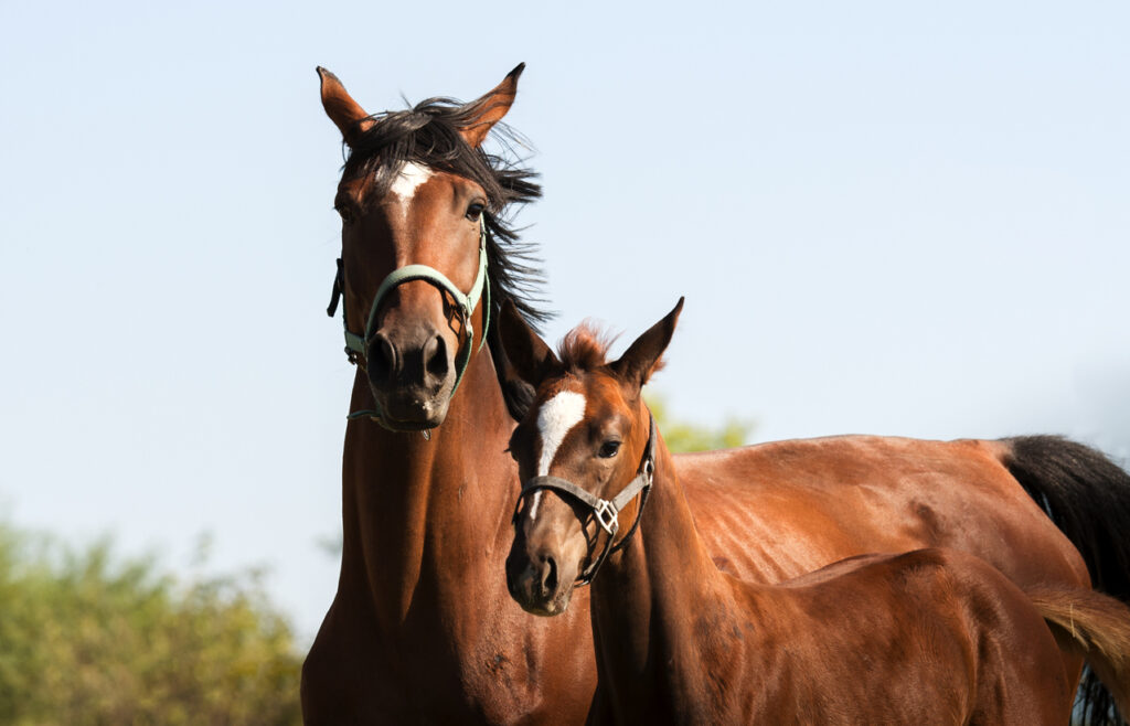 Dam Sire Traits Top Qualities To Look For In Breeding Stock