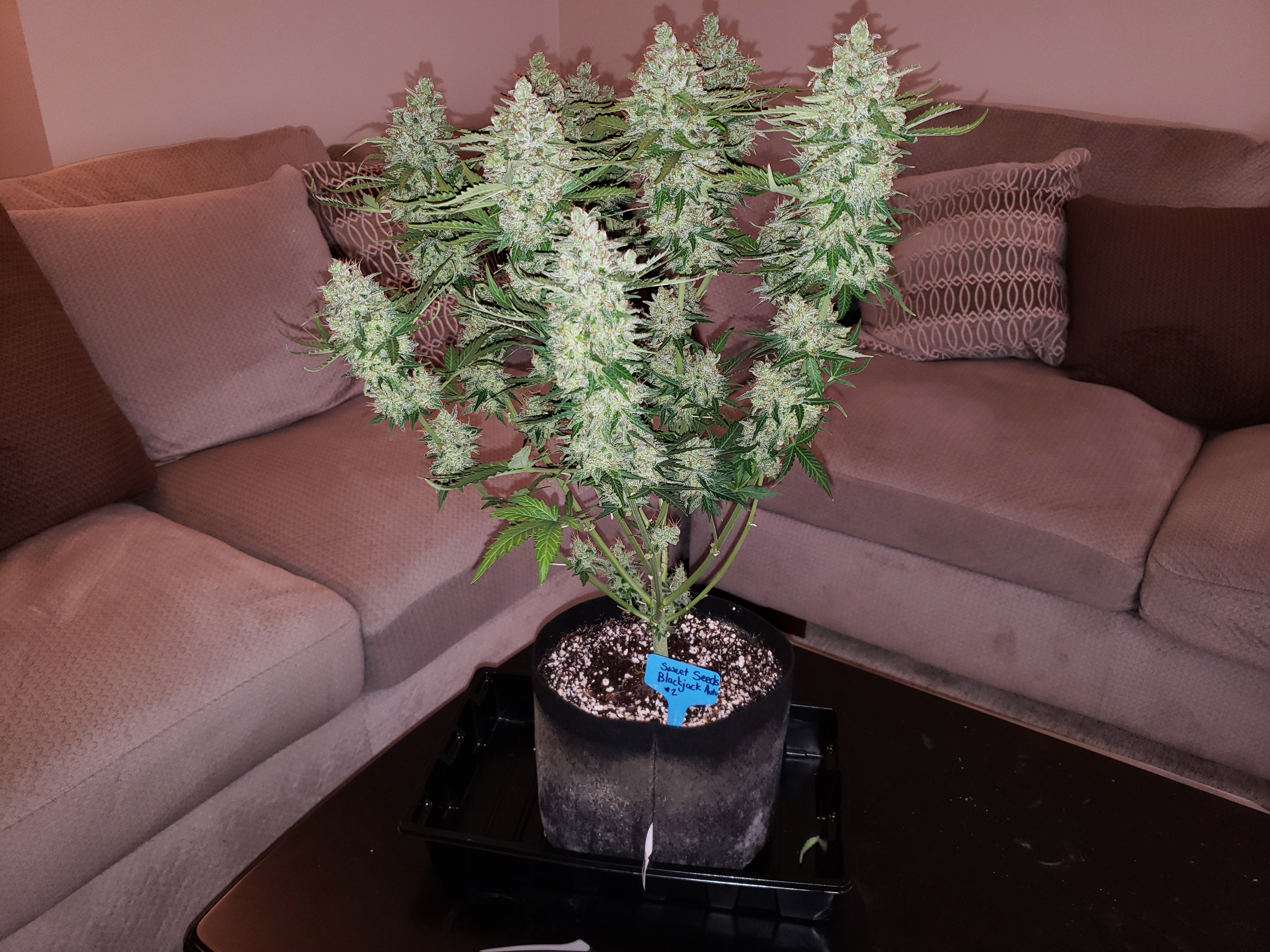 Deep Breeding Setup Cost? Pros Tell How to Start Cheaply!