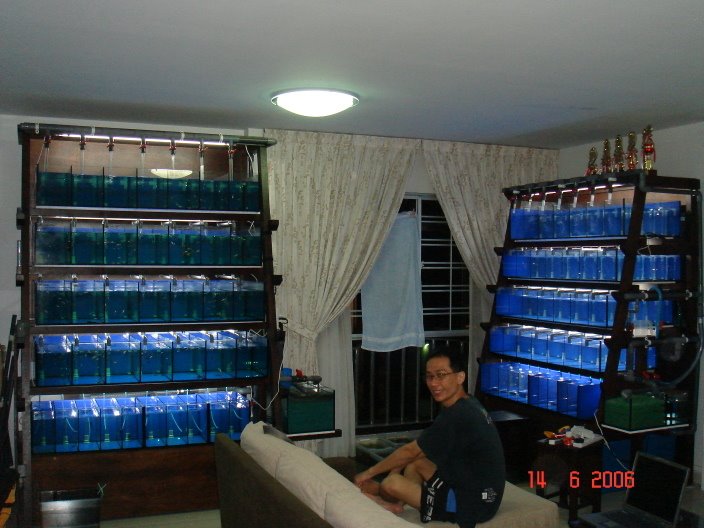Deep Breeding Setup Cost? Pros Tell How to Start Cheaply!