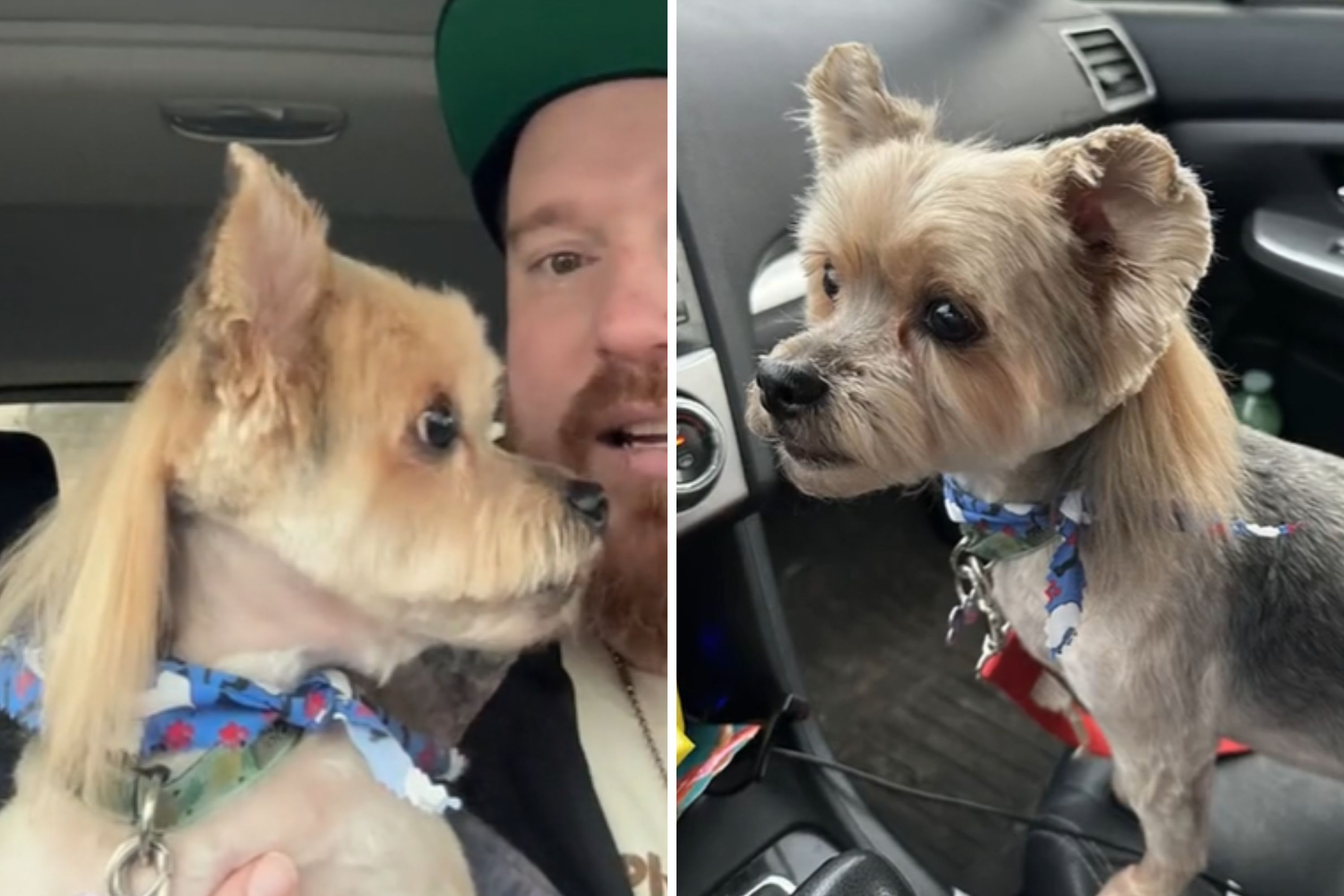 Where to See Cute Dog With Mullet Online: Top 3 Social Media Spots