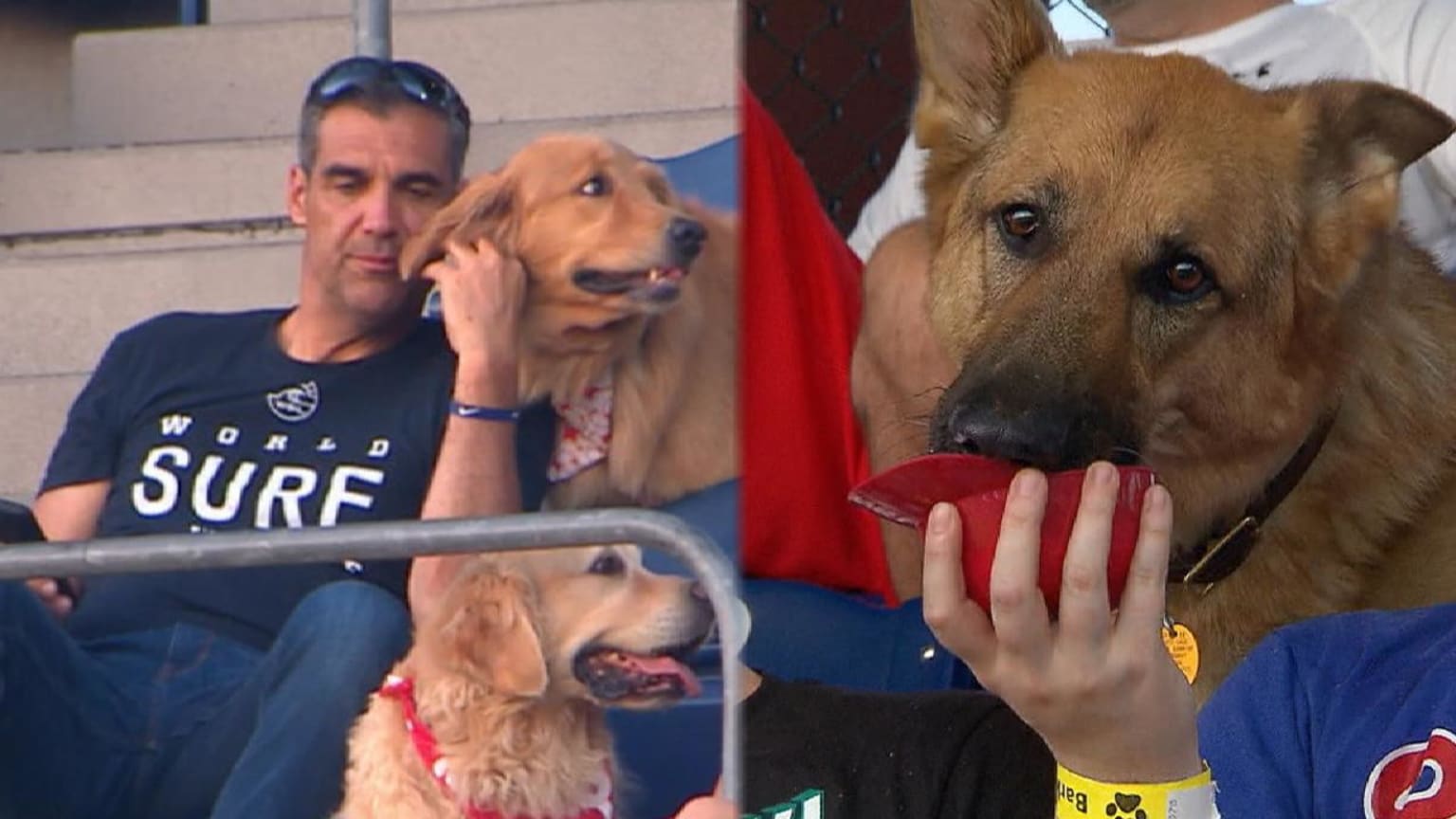 Phillies Bark In The Park Guide What You Need To Know Before You Go
