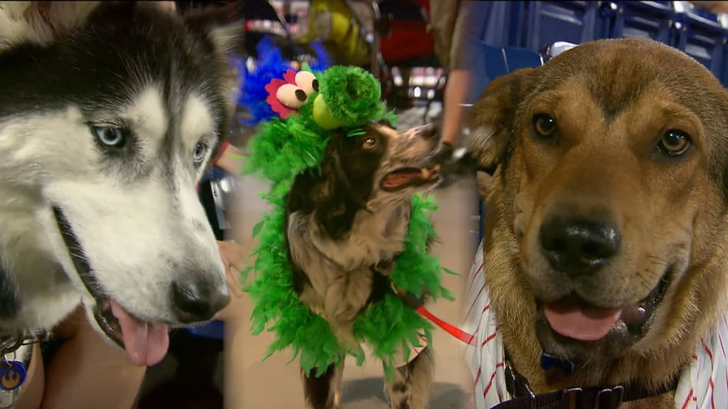 Phillies Bark In The Park Guide What You Need To Know Before You Go