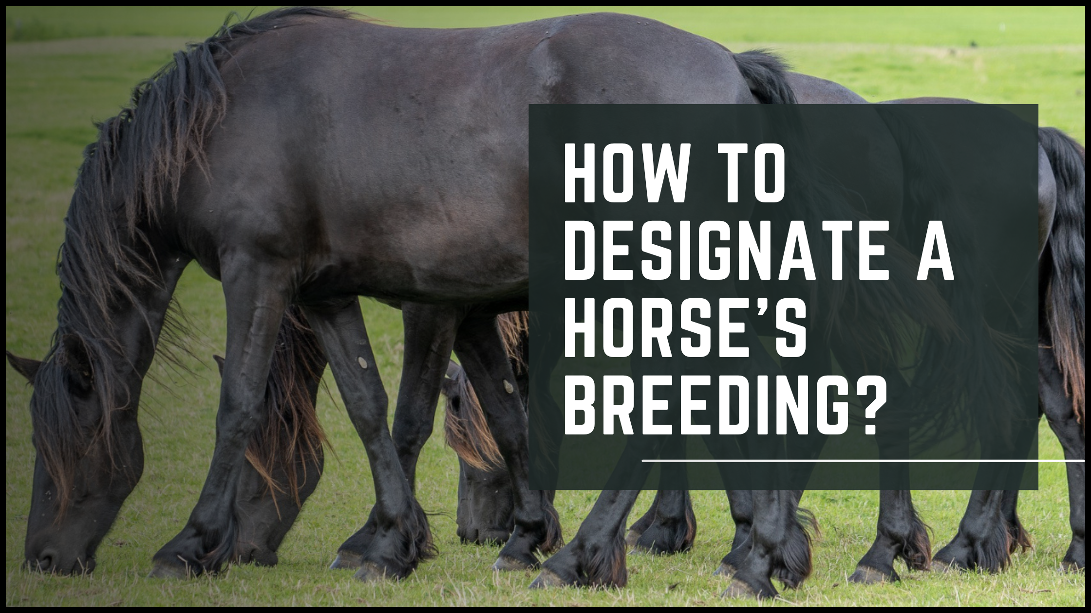 Dam Sire Traits Top Qualities To Look For In Breeding Stock