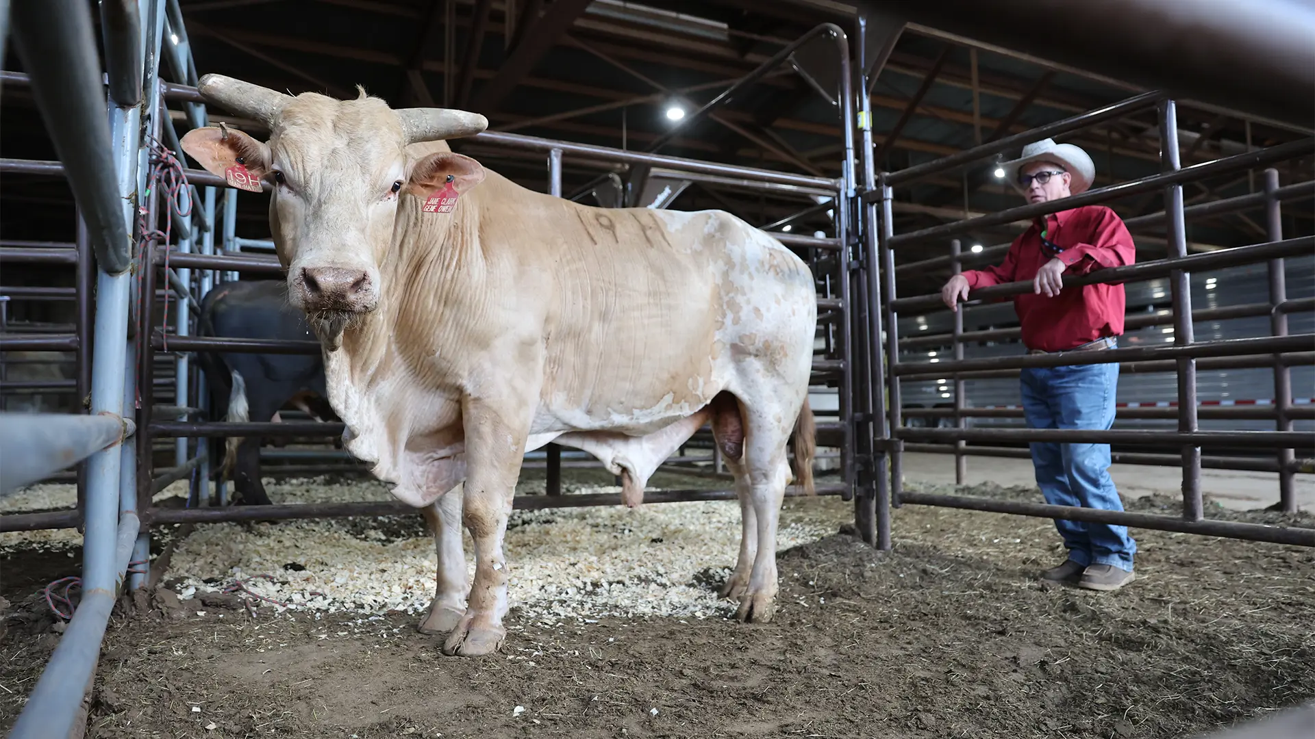 Where can you find Owen Bull news and content: Best sources!