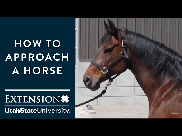 how to meet a man about a horse successfully? learn these 5 easy steps!