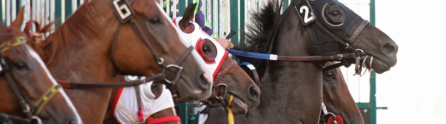 Remington Horse Track where to buy tickets (get fast entry with these simple steps)