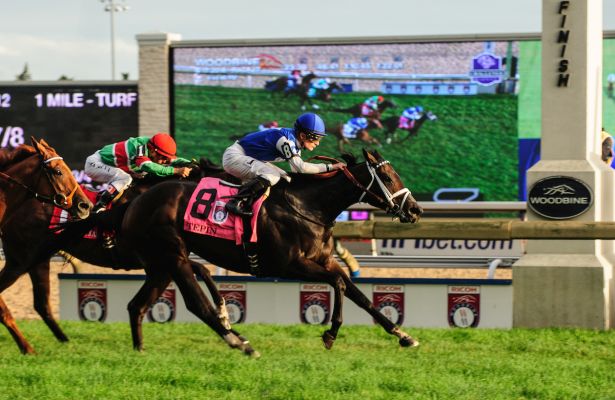 Compare best sources for results for woodbine: Save time with this guide.
