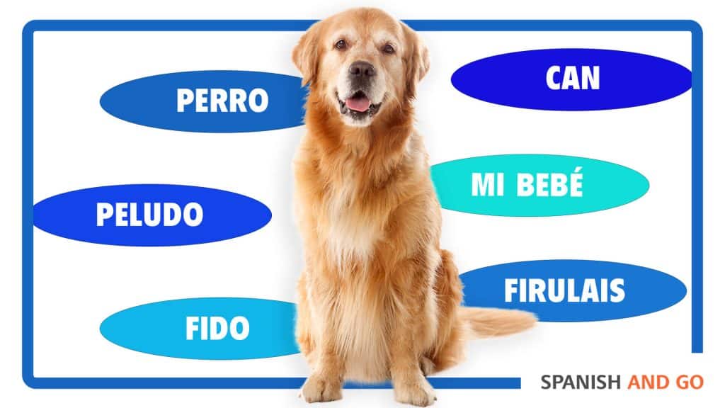 How Do You Say Swiss in Spanish: Quick Translation Guide and Tips
