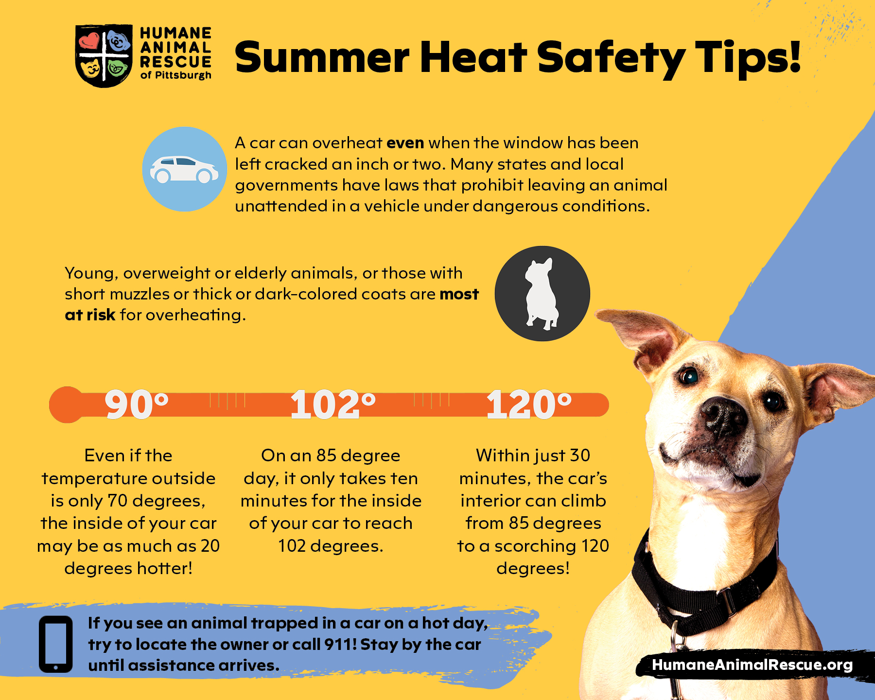 Who to call for a dog left in heat? Report a suffering dog fast!