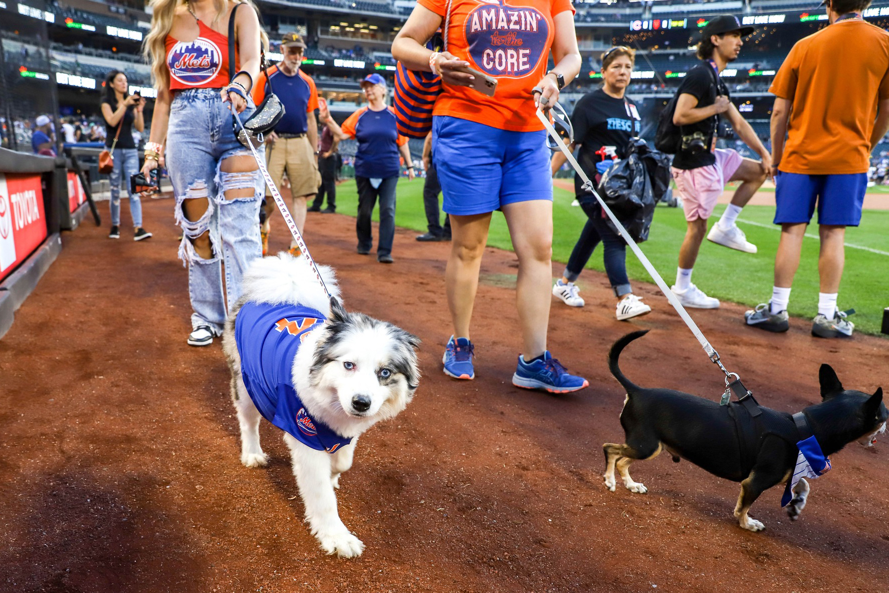 Mets Bark in the Park Best Date? Find This Years Schedule Here!