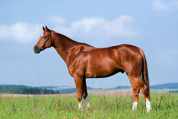 How to find best images of thoroughbred horses for free download sites now