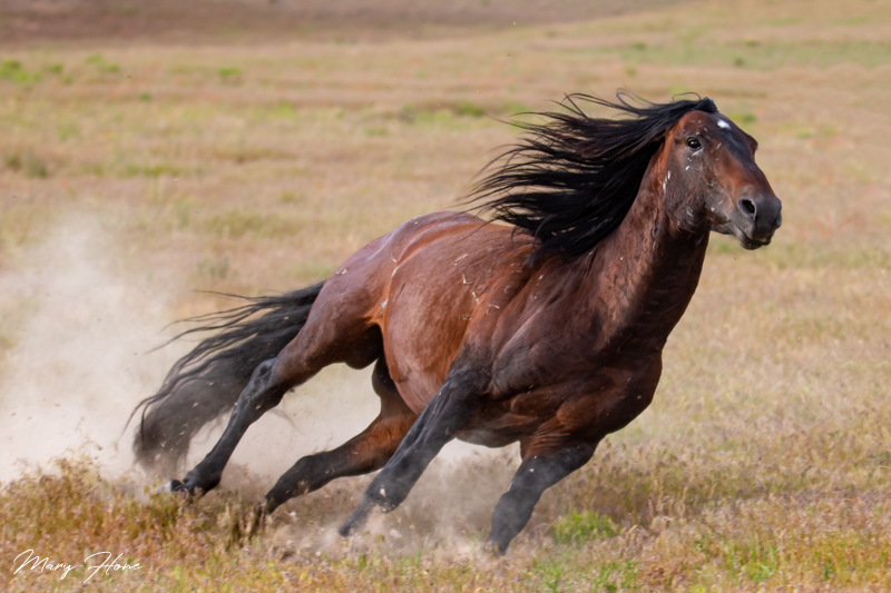 Amazing Wild Horses Running Free Thrilling Images and Facts
