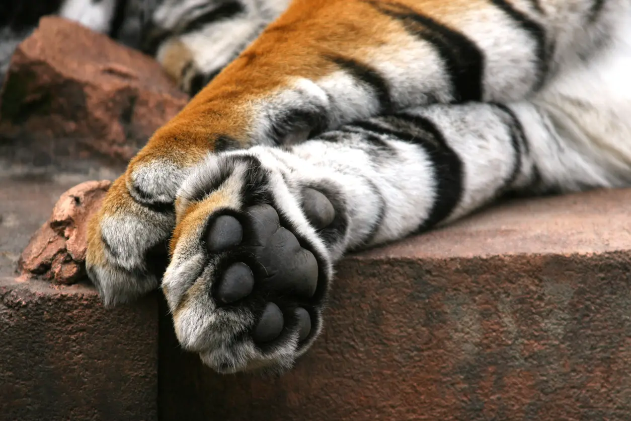 How Many Claws Does a Tiger Have Secret Tiger Paw Feature Exposed