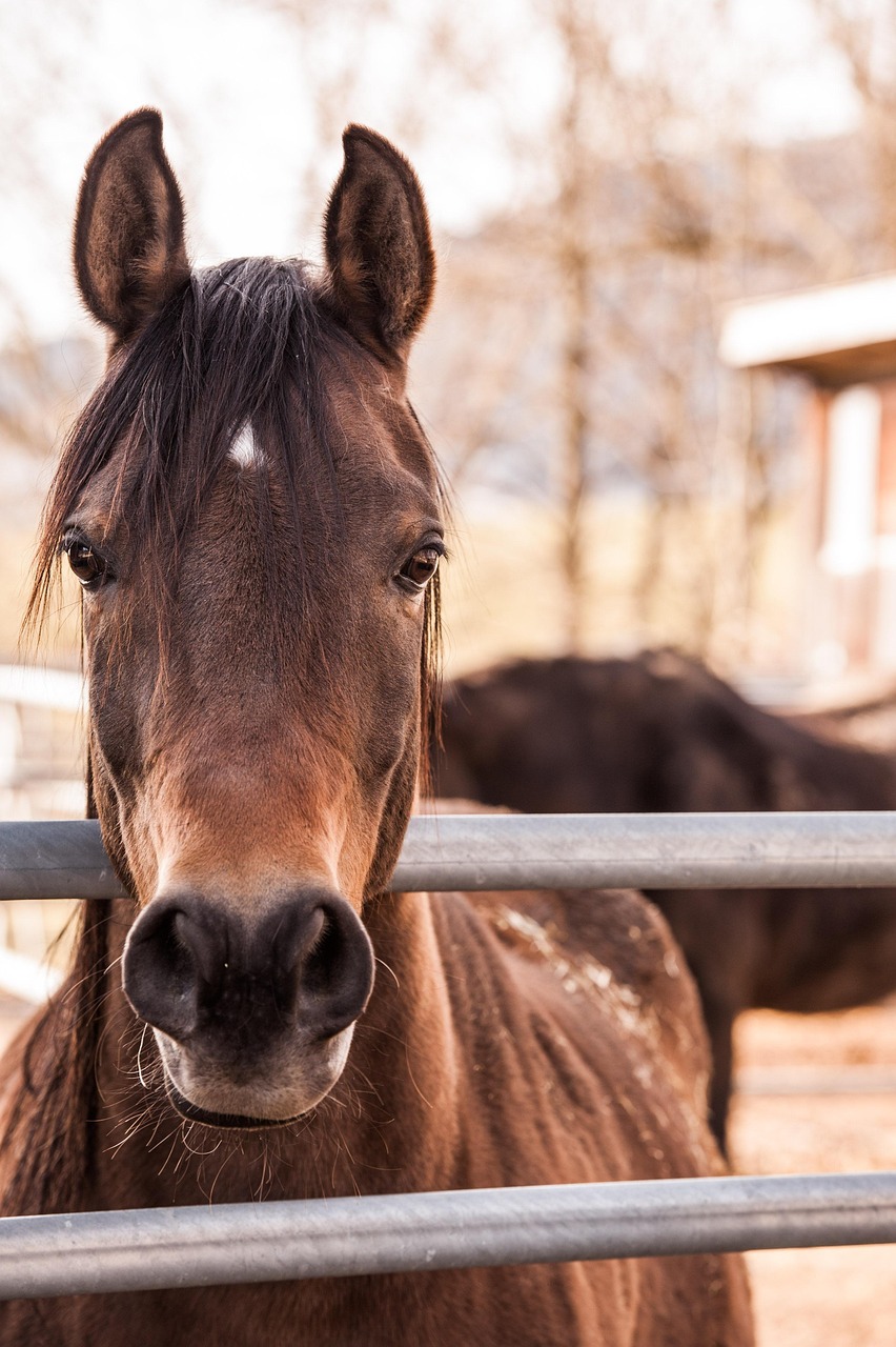 How to find best images of thoroughbred horses for free download sites now