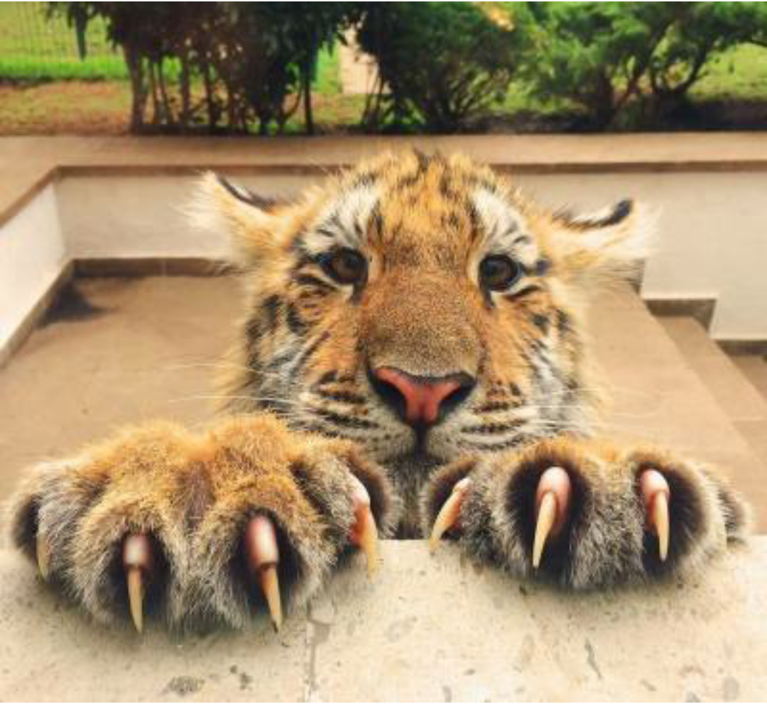 How Many Claws Does a Tiger Have Secret Tiger Paw Feature Exposed