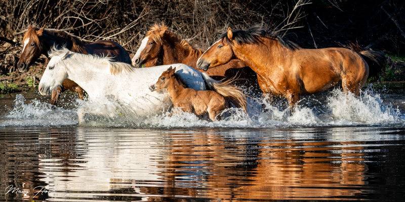 Amazing Wild Horses Running Free Thrilling Images and Facts